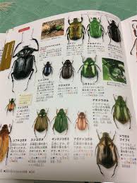 コガネムシの食べ物って Diiigとワイズエッグの社長日記