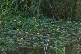 Image result for Aeschynomene fluitans