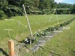 Blackberries are super easy — they're basically wired to grow. Rca Rotating Cross Arm Trellis System Trellis System Cross Arm Trellis