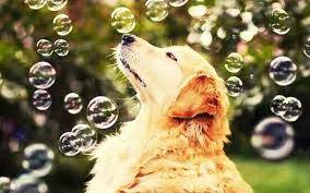 Bubbles Dog Dog Background Dog Wallpaper Dogs