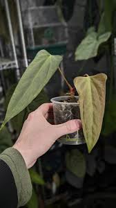 Image result for Cercestis congensis