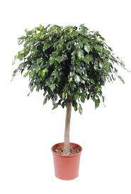 Yes, ficus benjamina trees are poisonous to dogs and cats if they're consumed or if they come into contact with skin. Ficus Danielle An Extra Full Plant Florastore
