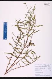 Image result for Chamaecrista gracilior