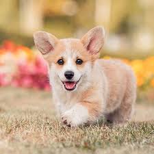 Contact us today for more information. Corgi Puppies For Sale Craigslist Petfinder