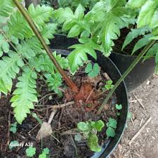 Image result for Blotiella natalensis