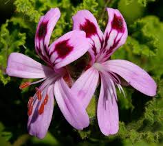 Image result for Pelargonium graveolens