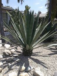 Image result for Agave sisalana