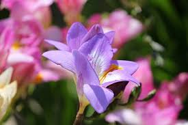 How To Grow Freesia Flower Indoors Steps To Planting Freesia Bulbs