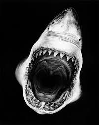 Hyper Realistic Charcoal Shark Drawings Shark Drawing Shark Art