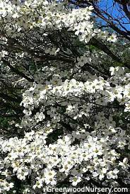 According to the legend, the dogwood felt great sorrow for the role it played in jesus christ's death. Laubbaum Baum White Flowering Dogwood Trees Greenwood