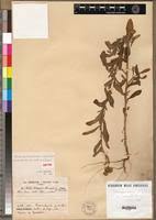 Image result for Erlangea