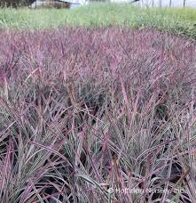 Image result for Schizachyrium claudopus