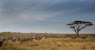 4 Days Migration Safari In Ndutu Area ...