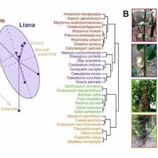 Image result for Olax pentandra