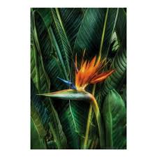 Bird With Spiky Hair Bird Of Paradise Poster Zazzle Com In 2020 Birds Of Paradise Plant Birds Of Paradise Flower Birds Of Paradise