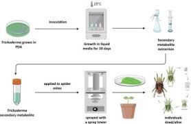 Image result for Tetranychidae grapevine