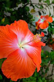 Damit sich ein hibiskus am standort bis zum winter gut etablieren kann, ist das frühjahr die ideale pflanzzeit. Hibiskus Als Zimmerpflanze Das Ist Bei Der Pflege Zu Beachten