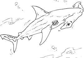 You can print or color them online at getdrawings.com for absolutely free. Mr Nussbaum Nurse Shark Sharks Coloring