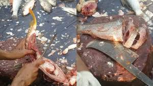 Image result for machhali meet market india