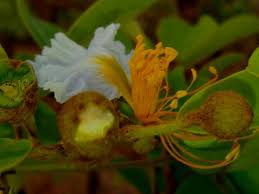 Image result for Bobgunnia madagascariensis