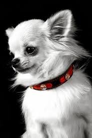 Looks Just Like My Yannie Except Black Too Adorable Chihuahua Yavru Kopek Evcil Hayvanlar Kopek