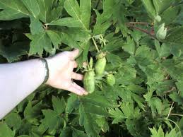 These big, bold perennials are garden favorites for their delicate, fluffy blooms that appear in spring. Another Vote For Peony Garden Variety Life