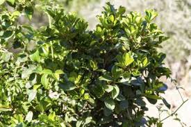 We offer wonderful horseback rides along monterey bay. Eugenia Hedge Spacing Growing Eugenia Shrubs For Privacy Hedge