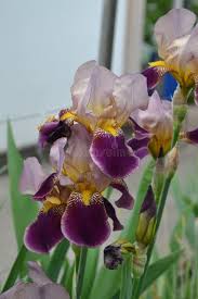 Image result for Iridaceae
