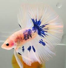 White Blue Marble Hm Betta Fish Betta Colorful Fish