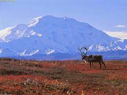Tundra kurdu tundra i̇kli̇mi̇ vaşak tundra i̇kli̇mi̇ni̇n i̇nsan üzeri̇ndeki̇ etki̇si̇ aşırı soğuktan dolayı çok az insan yaşar. Ekosistem Tundra Contoh Pengertian Dan Rantai Makanan