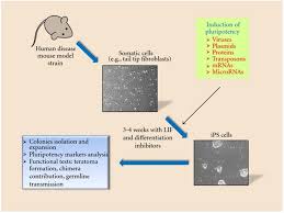 We did not find results for: Stem Cell Research Using Mouse Models