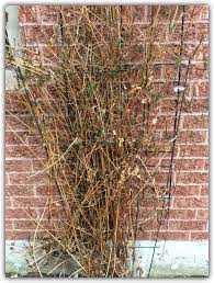 Pruning Clematis