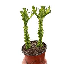 Image result for Euphorbia zambesiana