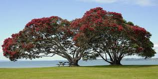 Most evergreen trees will grow too large for an average size lot. Herbst Architects Under The Pohutukawa Trees In New Zealand Floornature