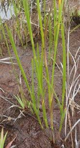 Image result for Fuirena hirsuta