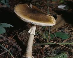 Death cap poisonous mushroom