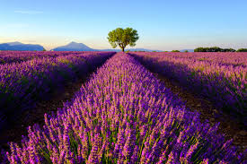 Wann am besten in die provence? 2021 4 Tage Ubers Wochenende In Die Provence In Frankreich Mit 3 Hotel Fur 76 Urlaubstracker De