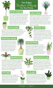 Calloway S Nursery Benefits Of Indoor Plants Best Indoor Plants Plants