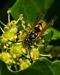 Wasps 7 simple steps to follow before destroying wasp nests. Maori Studies Students Surveyed On Social Acceptability Of Wasp Control Biotechnologies Predator Free Nz