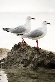 Seagulls On A Rock By Ruth Black For Stocksy United Birds Painting Sea Birds Coastal Birds