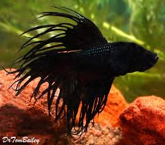 The color and shape shown may not be exact due to live creature. Aquariumfish Net On Twitter Male Black Crowntail Betta Malawiobpeacock Chocolate Chip Molly Fish Petfish Aquarium Freshwater Featureditem Https T Co W0j7maklhr