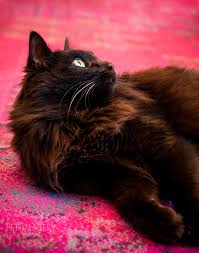 Many large cat breeds are cuddly companions for every member of the family. Long Haired Cat Breeds Black