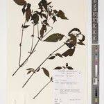 Image result for Dicliptera laxata