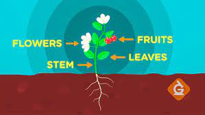 Older kids are great at cutting out these images, so give them a chance to show their skills. Read About Plant Parts Basic Science For Kids Grades K 2 Pdf