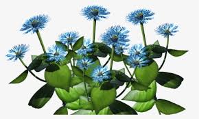 Check spelling or type a new query. Blue Plant Png Tropical Shrub With Blue Flowers Transparent Png Kindpng