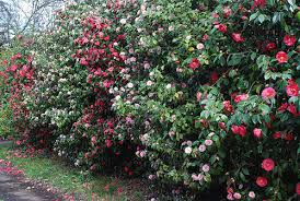 5 to 9 (find your zone) Best Camellias For Faster Growing Privacy Hedge