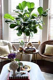 Before purchasing a fiddle leaf fig plant of your own. My Fiddle Leaf Fig Tree Was It Worth The Money Swoon Worthy