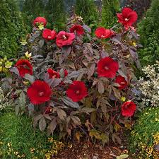 Image result for Hibiscus mechowii