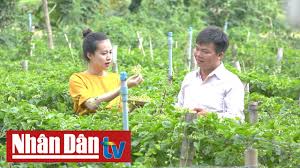 Hướng dẫn cách trồng cây hoa thiên lí. Mua Hoa Thien Ly Youtube