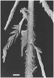 Image result for Aeschynomene afraspera